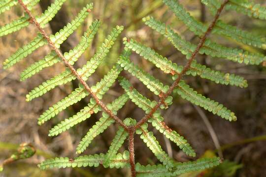 Gleichenia microphylla R. Br.的圖片