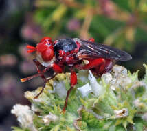 Image de Myopa dorsalis Fabricius 1794