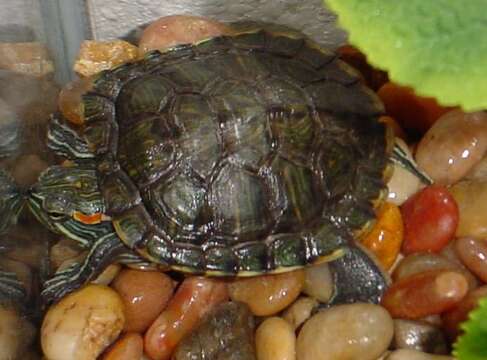 Image of slider turtle, red-eared terrapin, red-eared slider