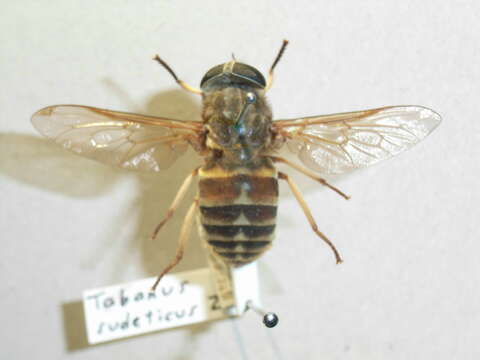 Image of dark giant horsefly