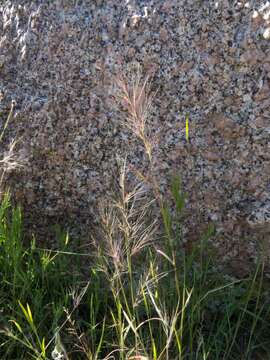 Image of littleseed muhly