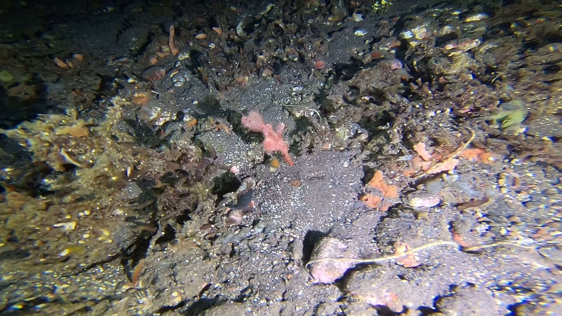 Image of Hairy ghost pipefish