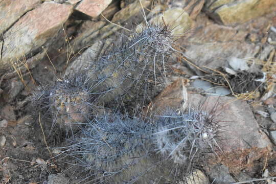 Слика од Echinocereus ferreiranus