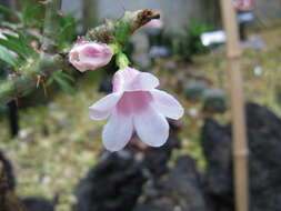 Image of Pachypodium bispinosum (L. fil.) A. DC.