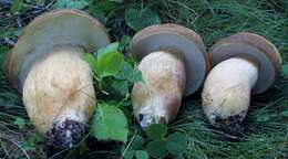 Image of Boletus atkinsonii Peck 1905