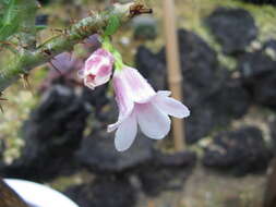 Image of Pachypodium bispinosum (L. fil.) A. DC.