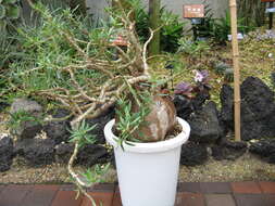 Image of Pachypodium bispinosum (L. fil.) A. DC.