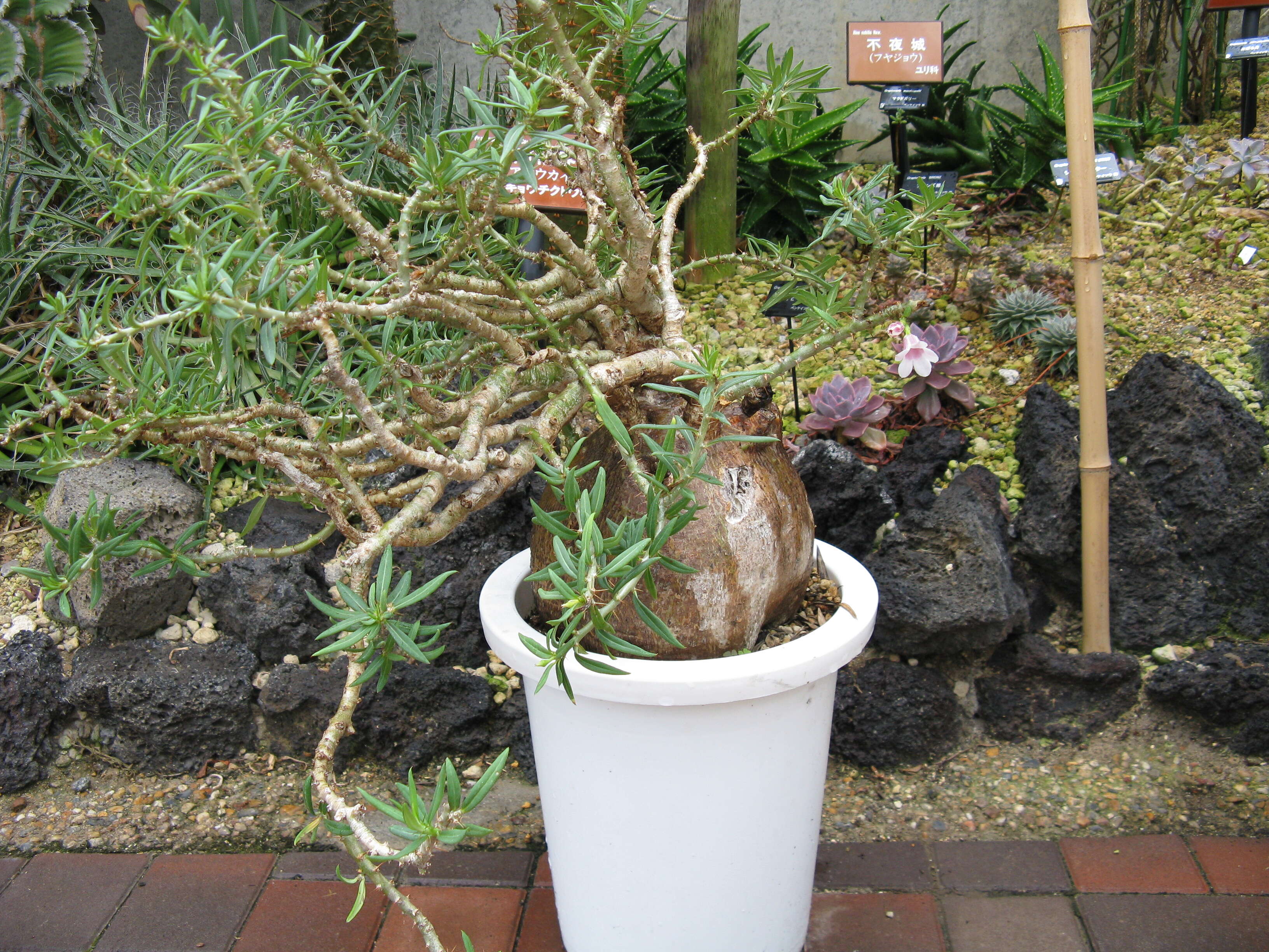 Image of Pachypodium bispinosum (L. fil.) A. DC.