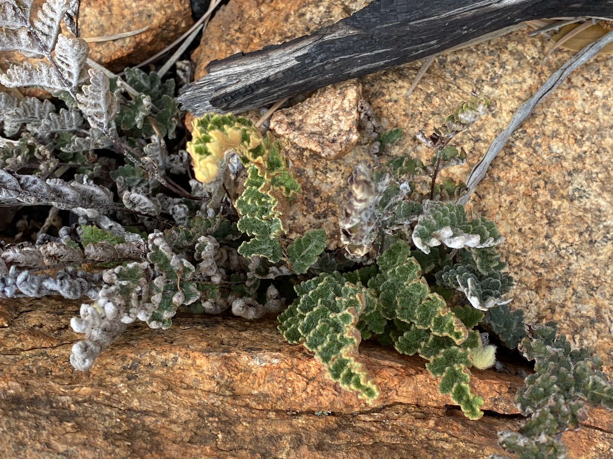 Cheilanthes canescens (Kunze) Mett.的圖片