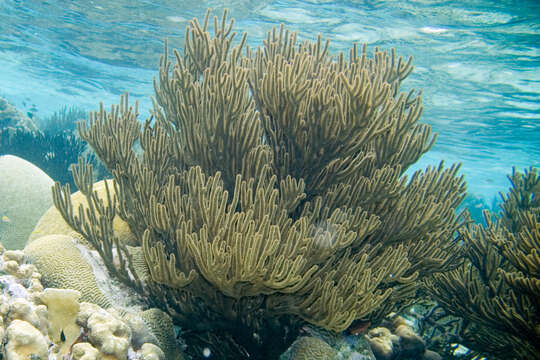 Image of Black Sea rod