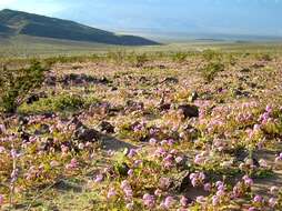 Image of Mojave sand verbena