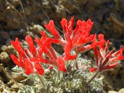 Image of scarlet milkvetch