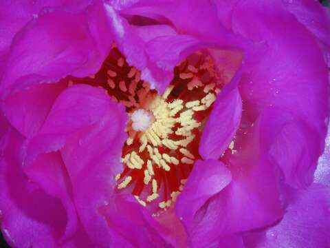 Image of Beavertail Cactus