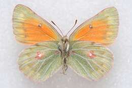 Image of Colias eogene Felder & Felder 1865