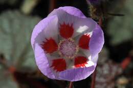 Imagem de Eremalche rotundifolia (A. Gray) Greene