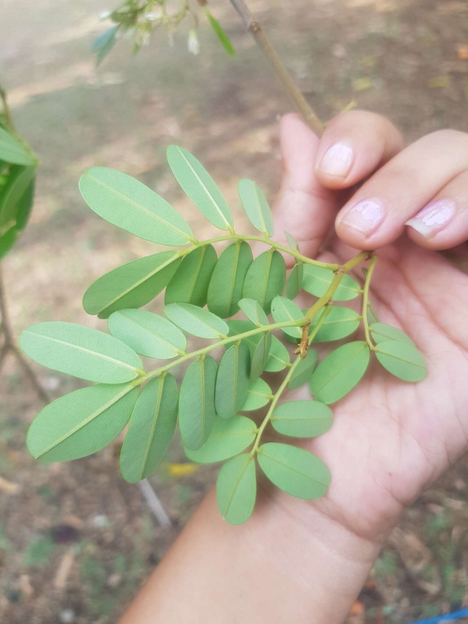 Image of Dalbergia glabra (Mill.) Standl.