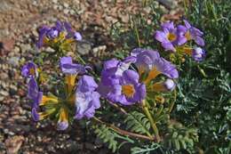 Image of Fremont's phacelia