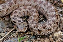 Image of Caucasian Rat Snake