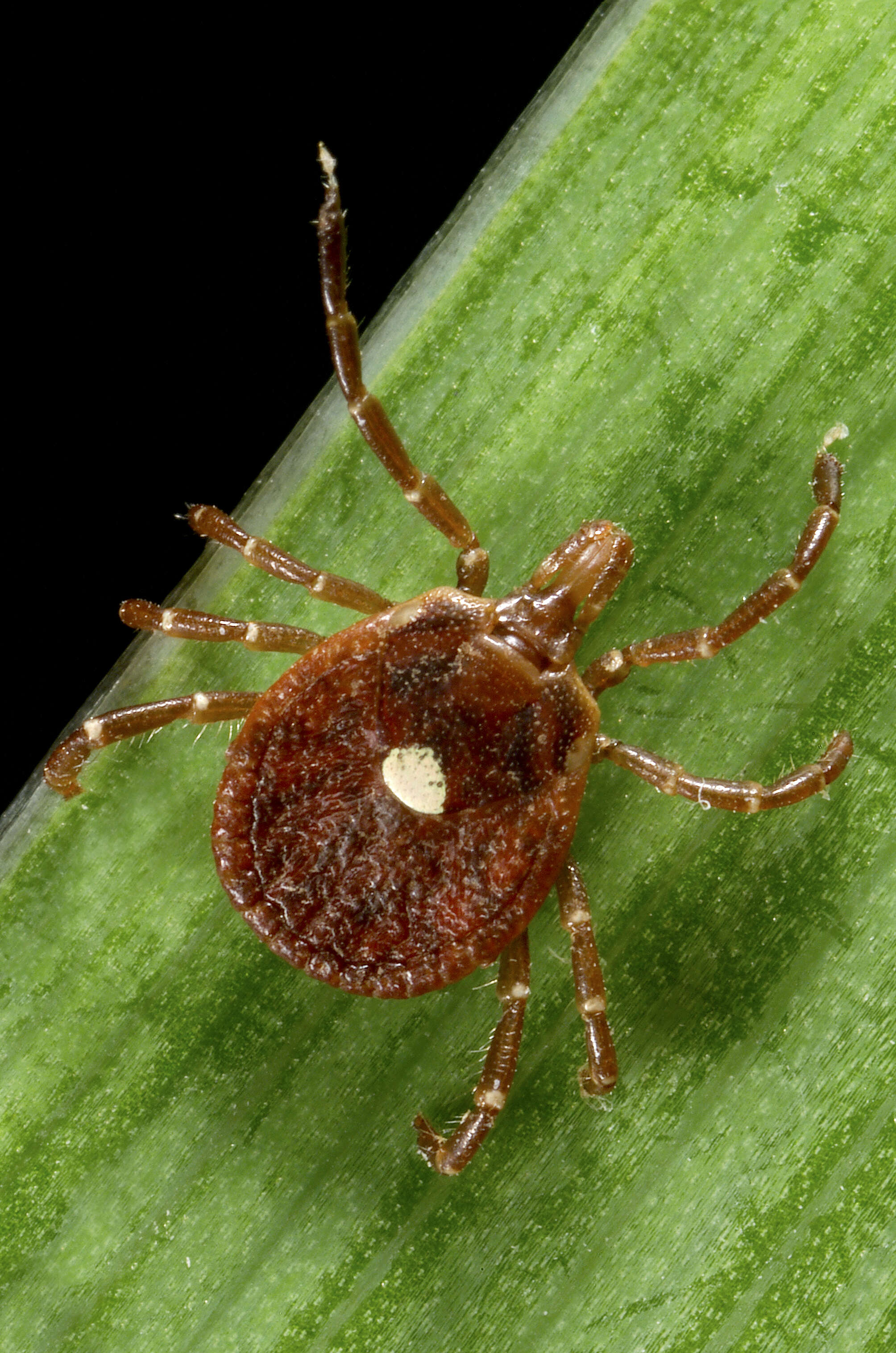 Image of Lone Star Tick