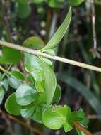 Image of Coprosma neglecta Cheeseman