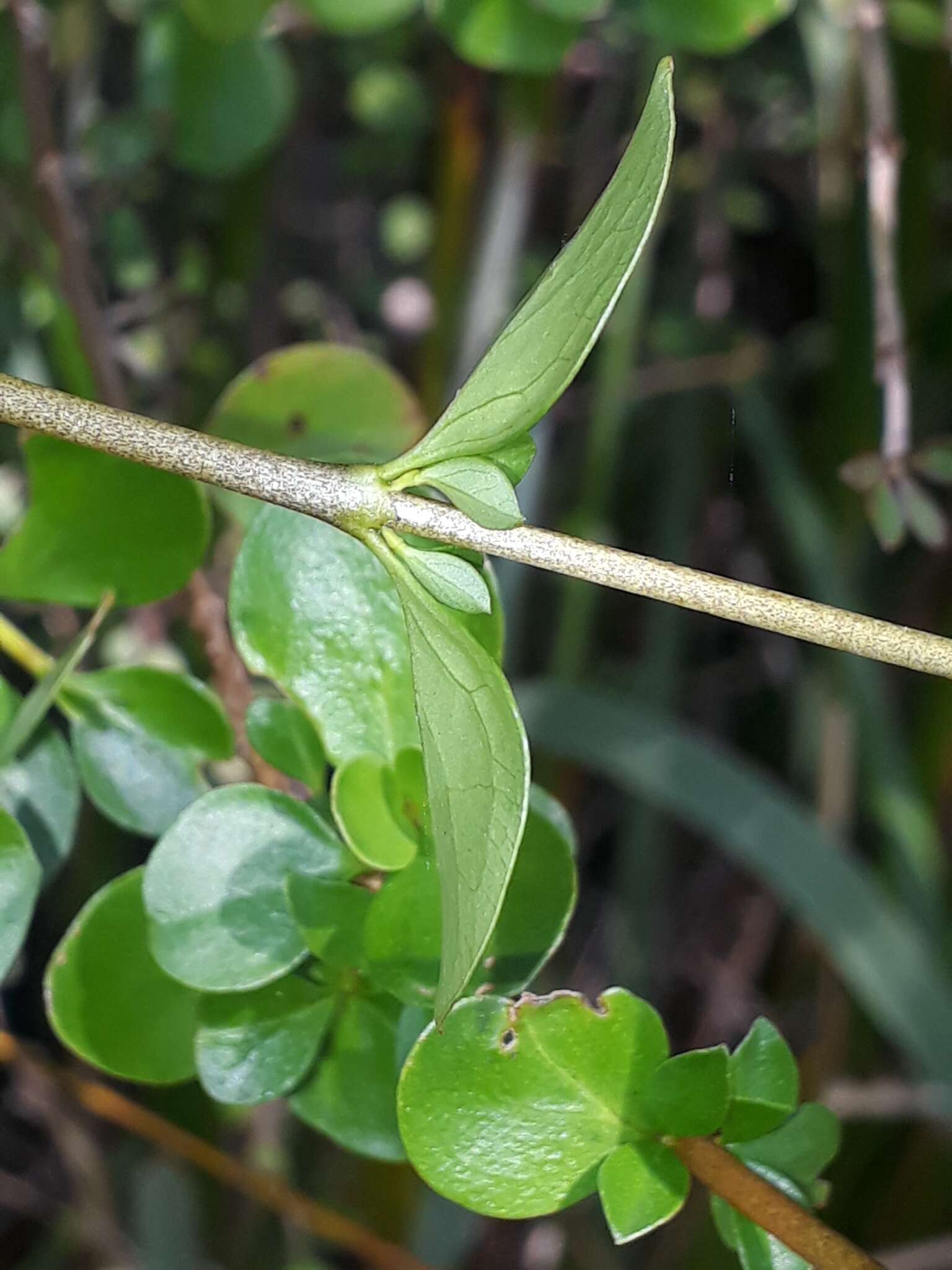 Image of Coprosma neglecta Cheeseman