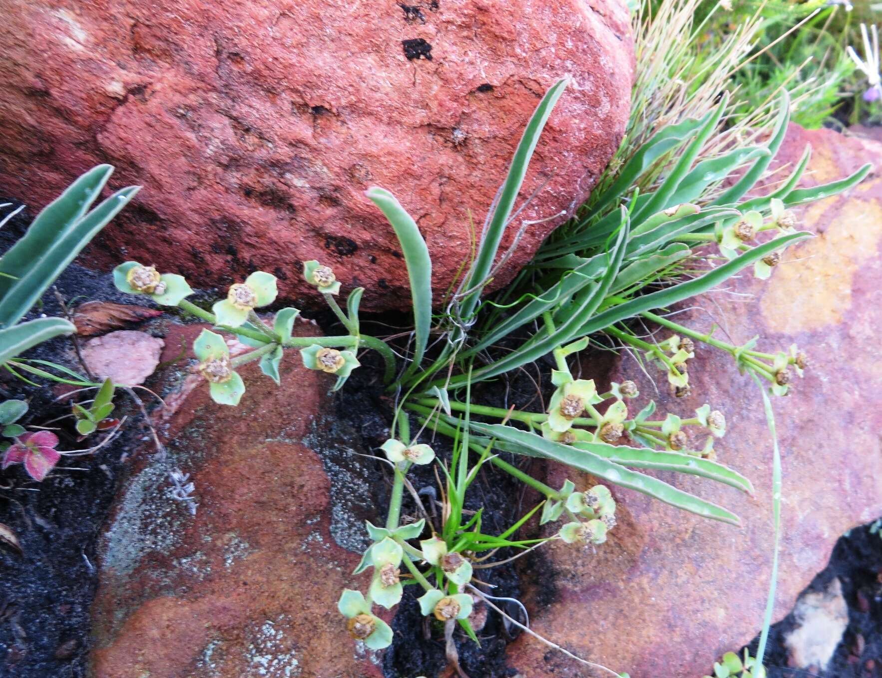 Sivun Euphorbia silenifolia (Haw.) Sweet kuva