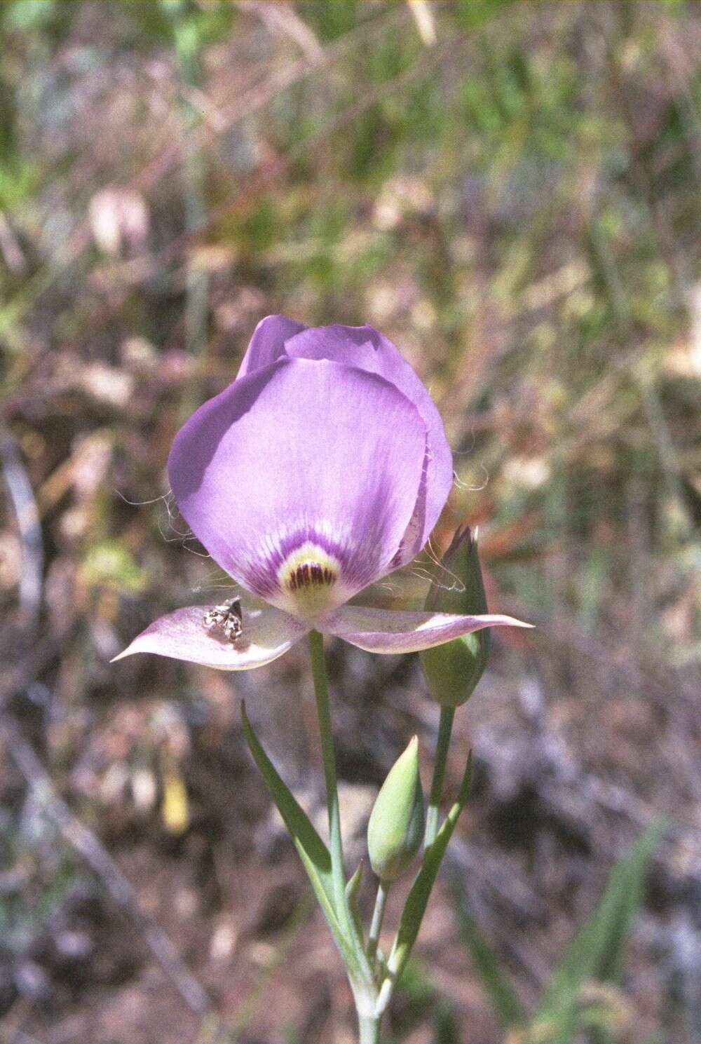 Image of broad-fruit mariposa-lily