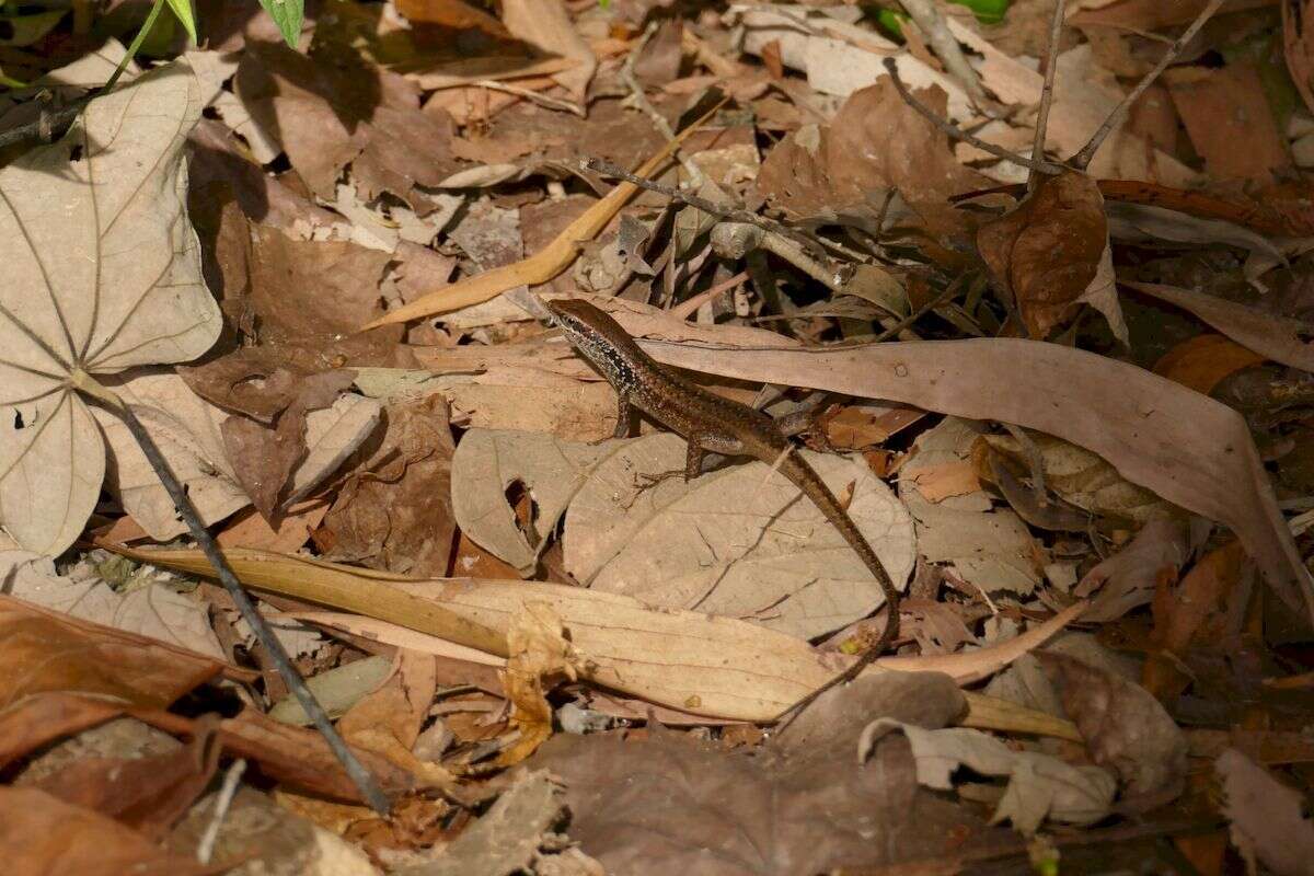 Image of Closed-litter Rainbow-skink