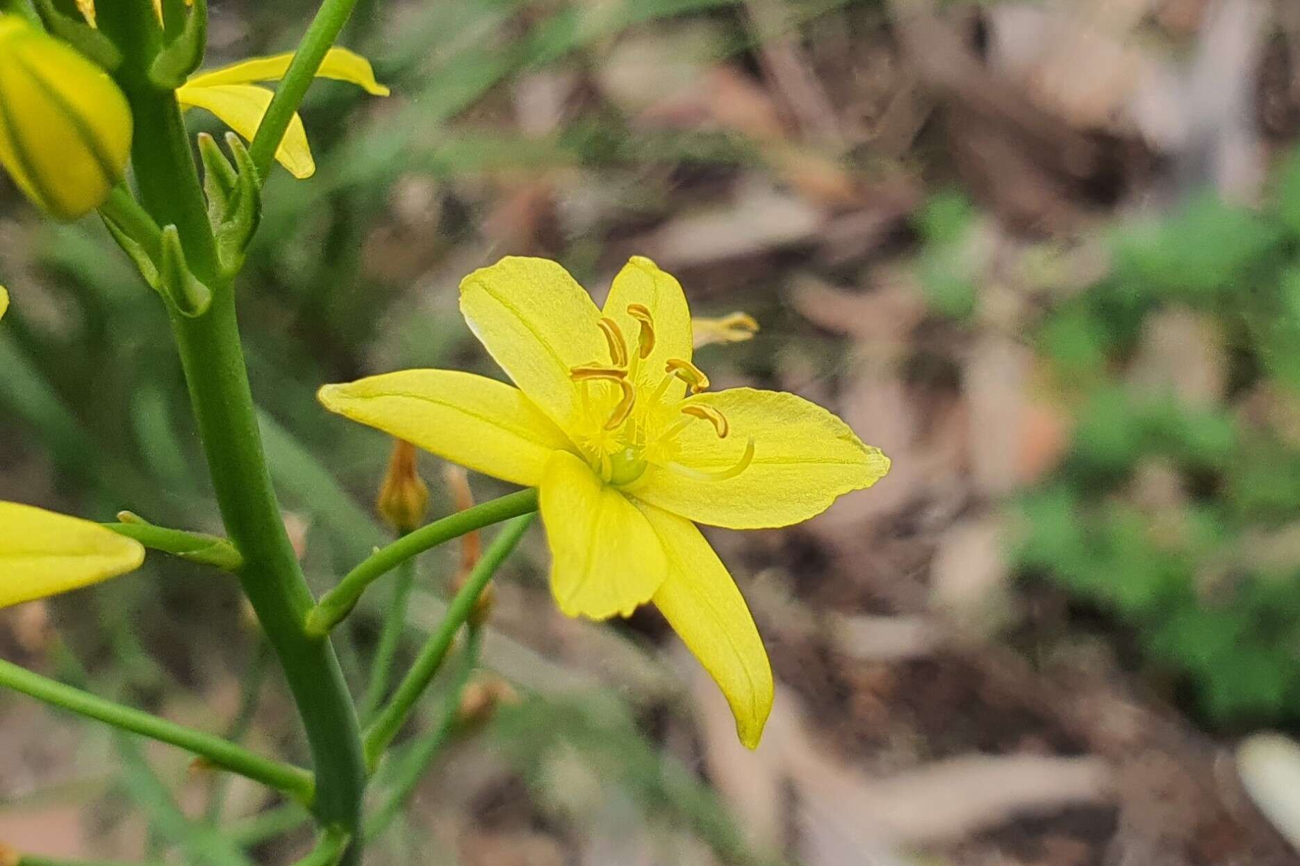 Imagem de Bulbine glauca (Raf.) E. M. Watson