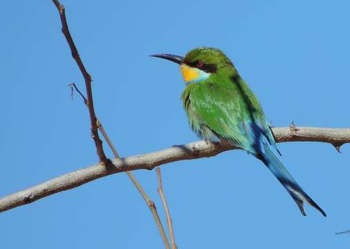 Image of Swallow-tailed Bee-eater