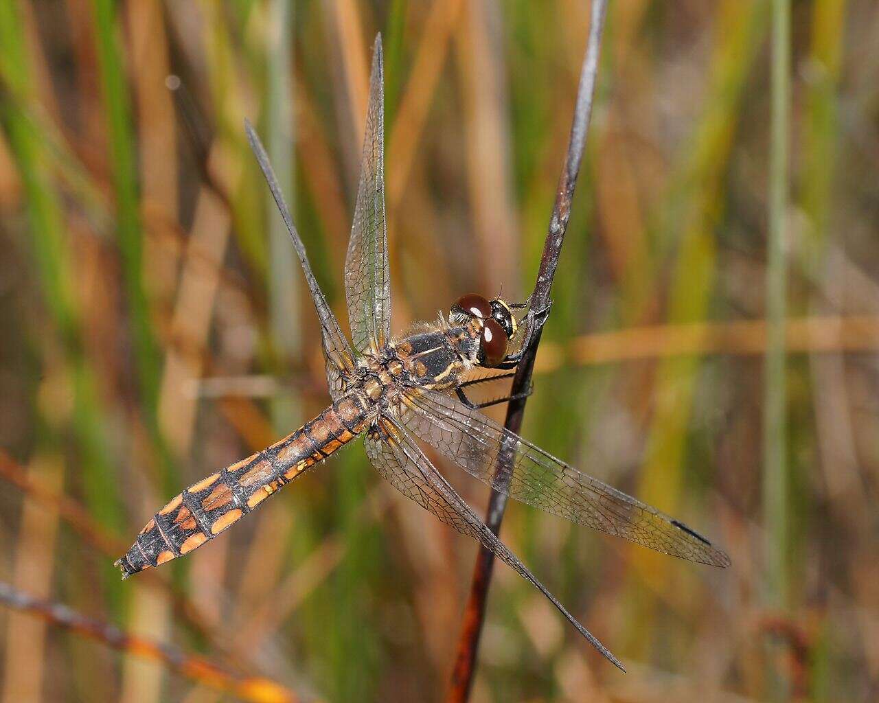 Austrothemis Ris 1909 resmi