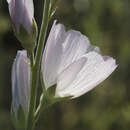 Image of Butte County checkerbloom