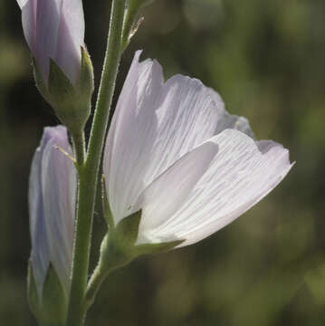 Sidalcea robusta A. A. Heller resmi