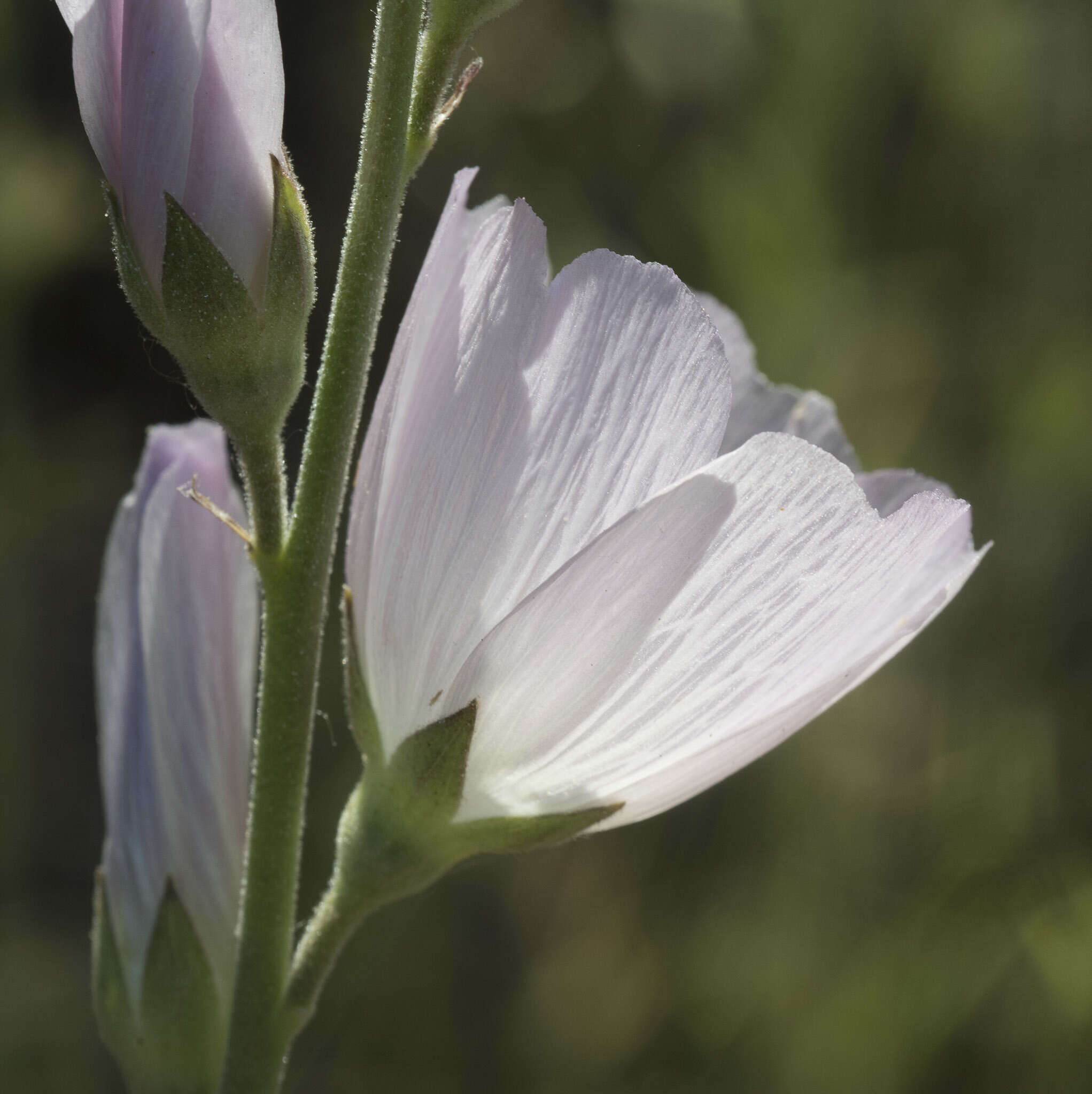 Слика од Sidalcea robusta A. A. Heller