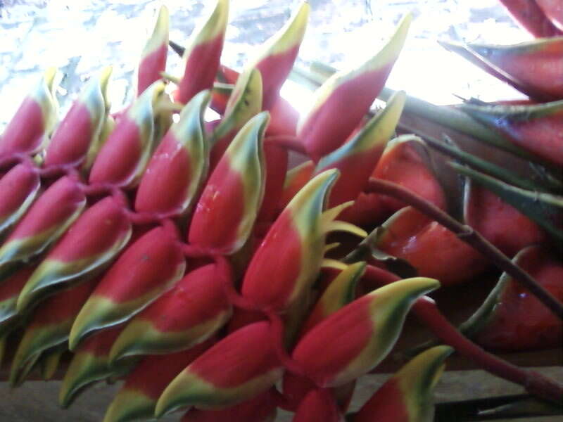 Image de Heliconia rostrata Ruiz & Pav.