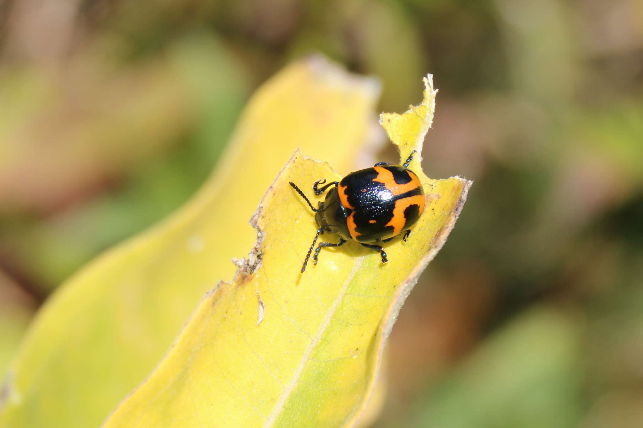 Image of Swamp Milkweed Leaf Beetle