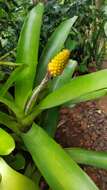 Image of Aechmea calyculata (É. Morren) Baker