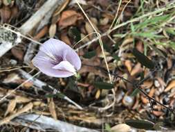 Plancia ëd Clitoria fragrans Small