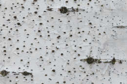 Image of Wallroth's mycomicrothelia lichen