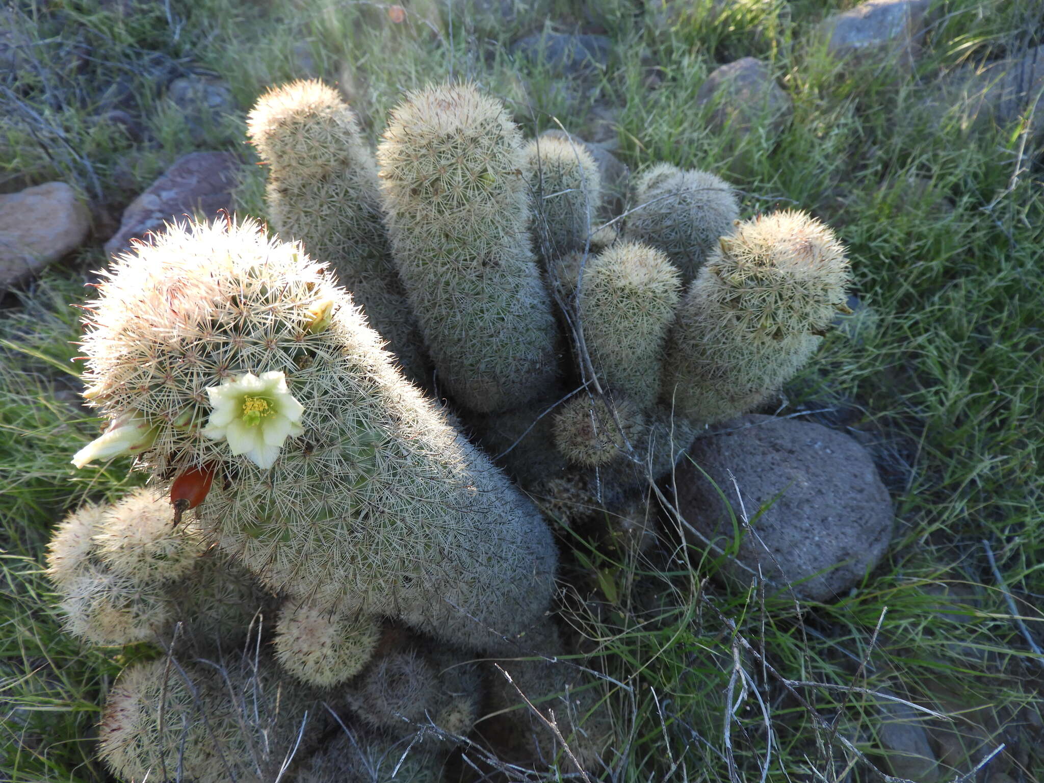 Image of Mammillaria dioica subsp. estebanensis (G. E. Linds.) D. R. Hunt