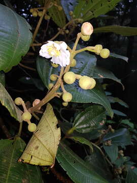 Image de Miconia conomacrantha