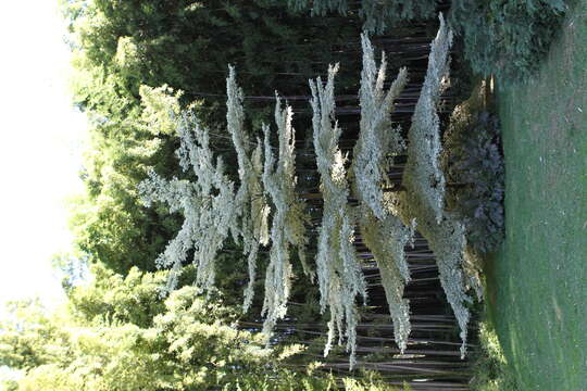 Image of giant dogwood