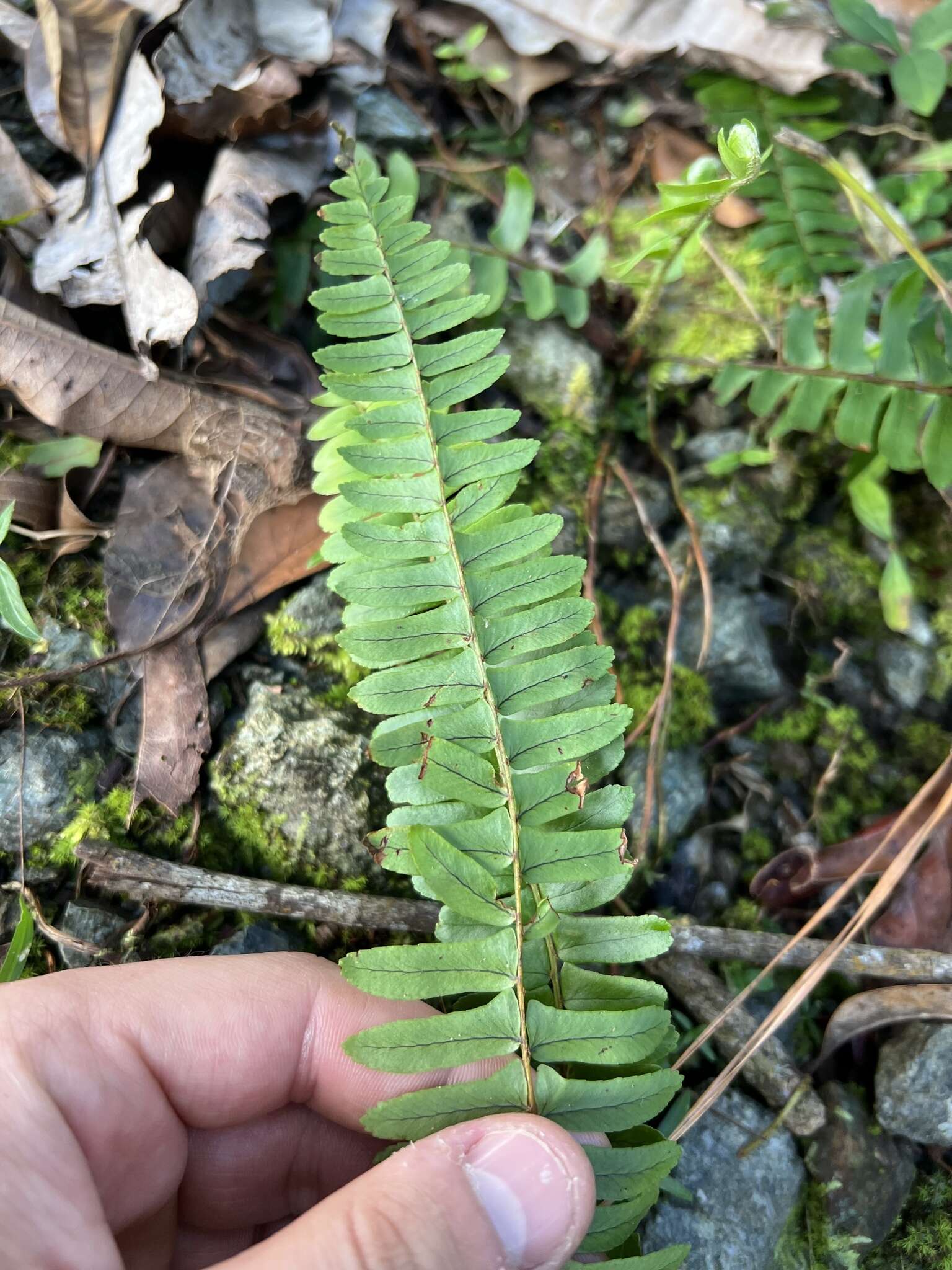 Слика од Nephrolepis rivularis (Vahl) Mett. ex Krug