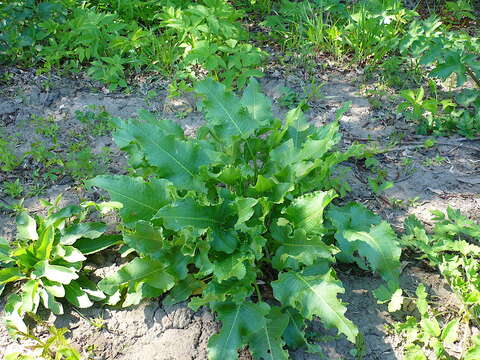 صورة Rumex confertus Willd.