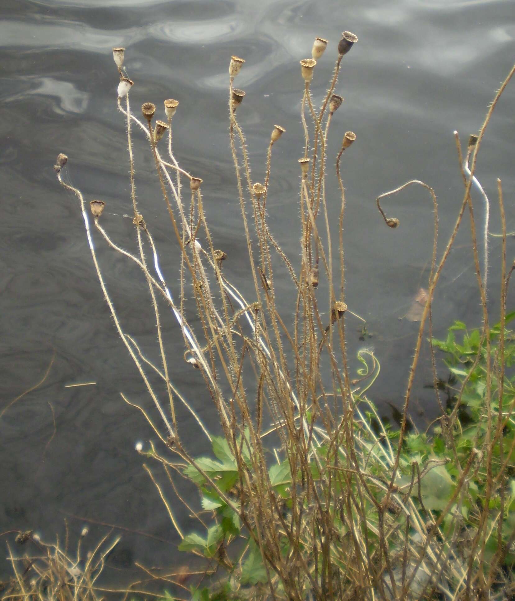 Image of corn poppy