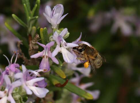 Image of Anthophora pubescens (Fabricius 1781)