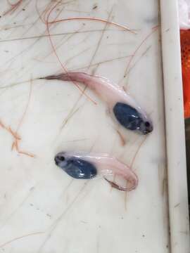 Image of Blacksnout seasnail