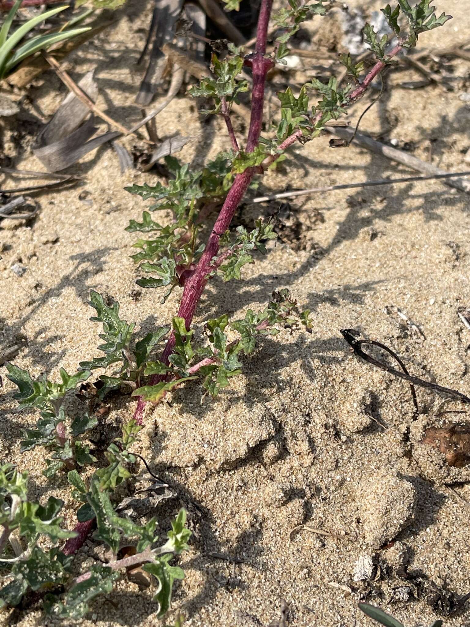 Plancia ëd Dicerocaryum senecioides (Klotzsch) Abels