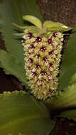 Imagem de Eucomis montana Compton