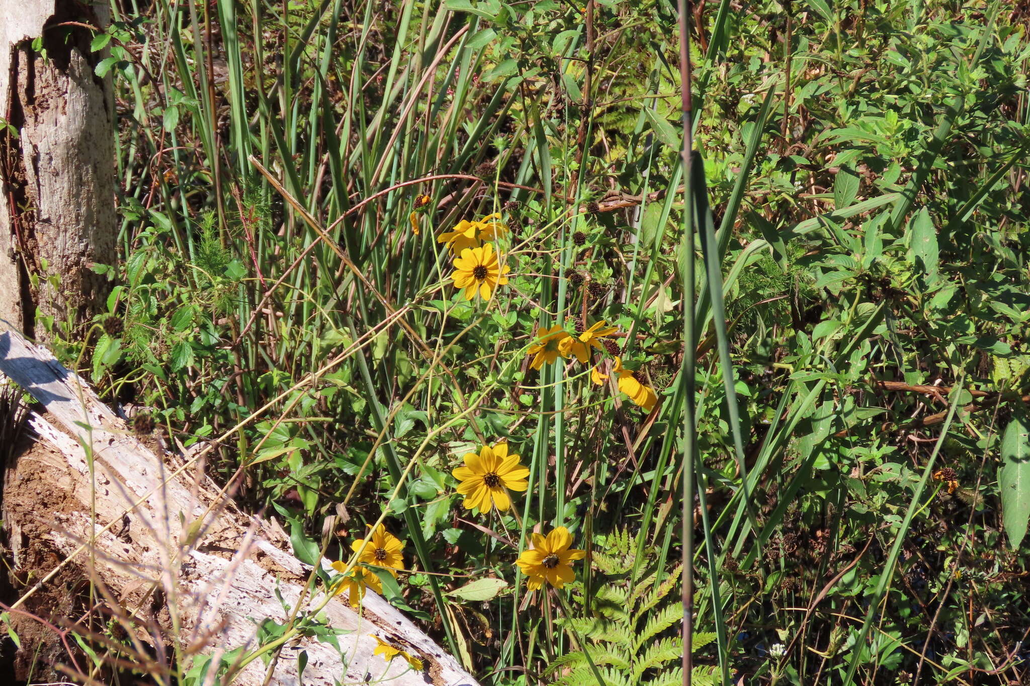 Image of prairie sunflower